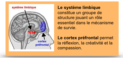 système limbique